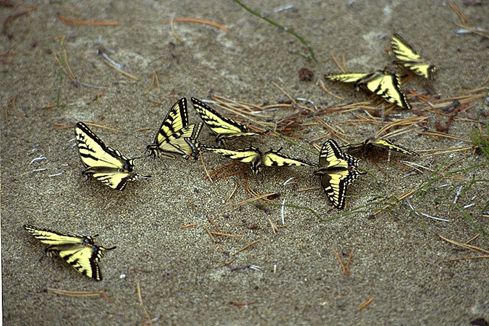 Viele Schwalbenschwänze in Kanada