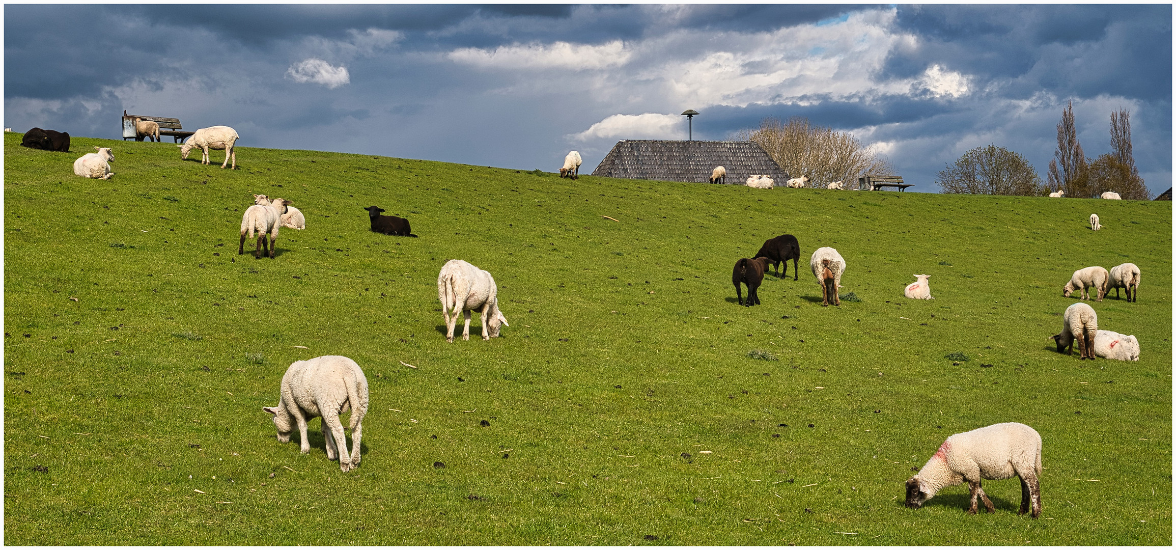 viele schwarze Schafe