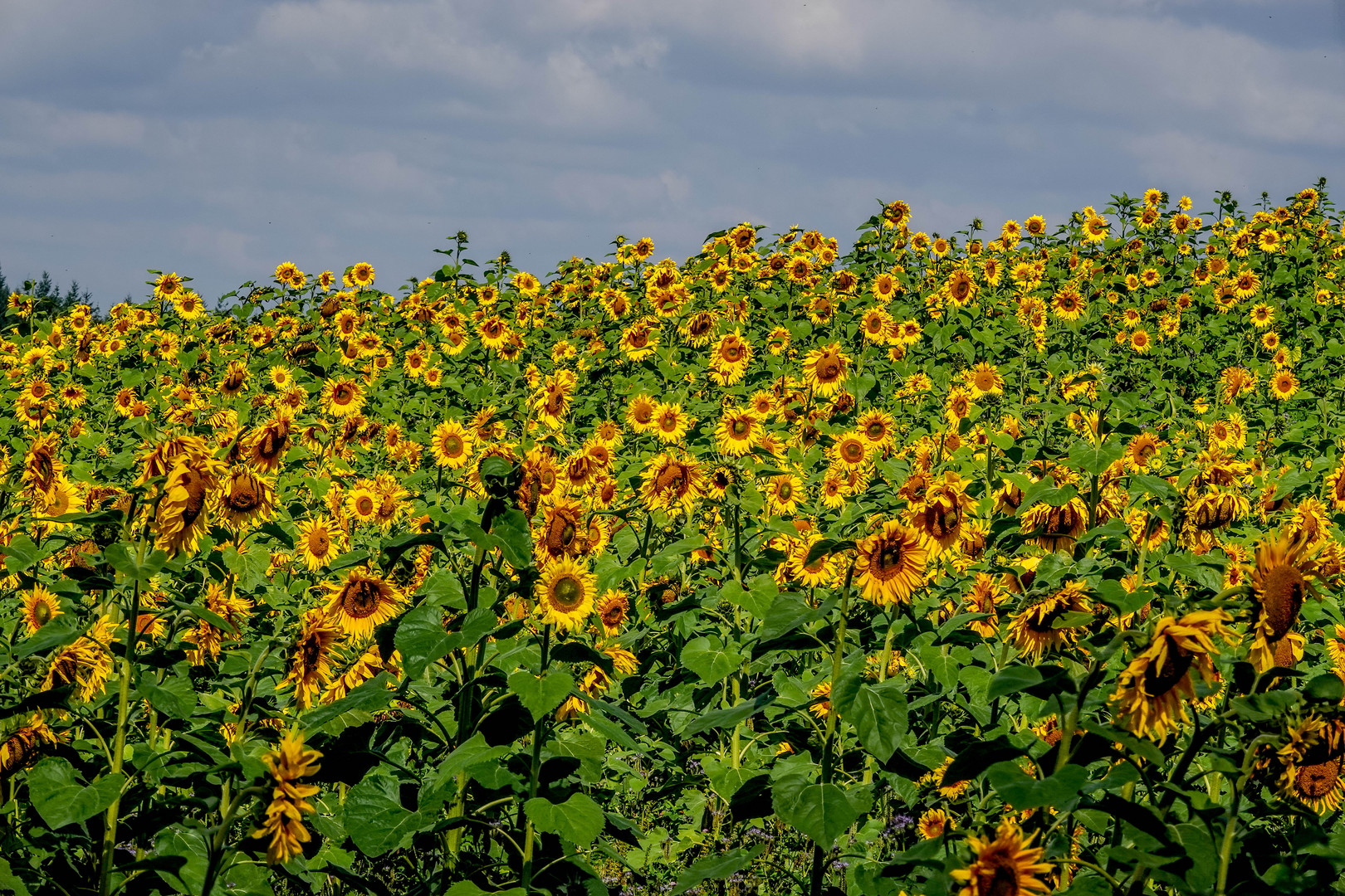 Viele Sonnenblumen ...