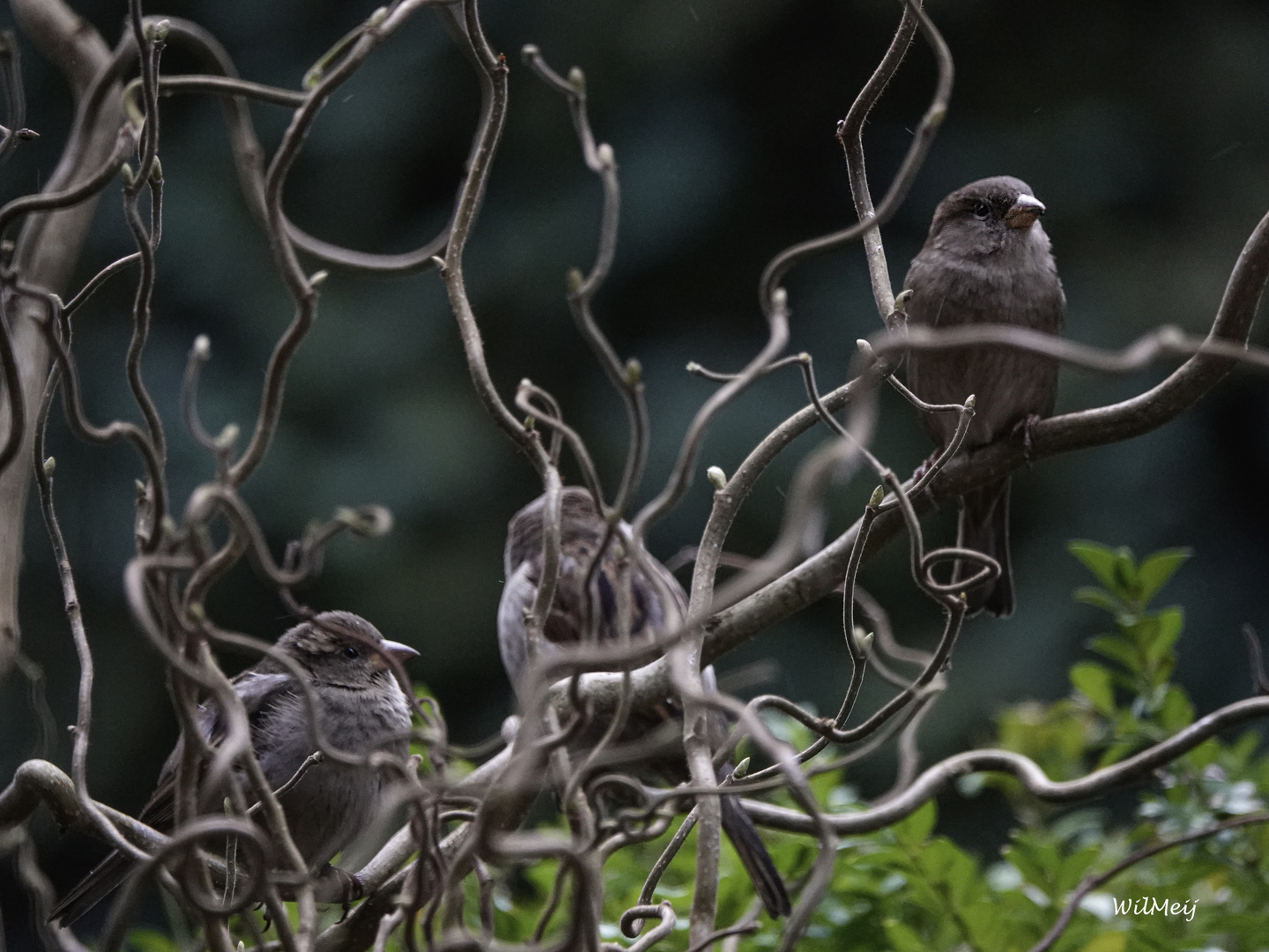 Viele Spatzen im Garten!