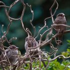 Viele Spatzen im Garten!