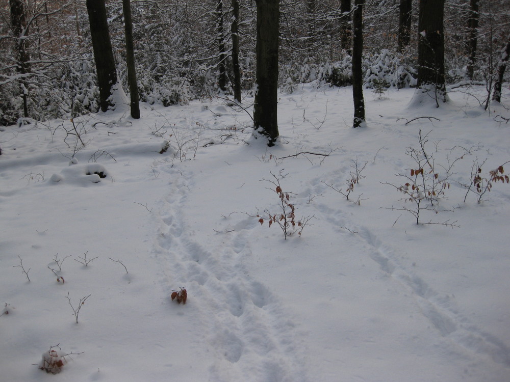 Viele Spuren aber wo sind die Rehe ?