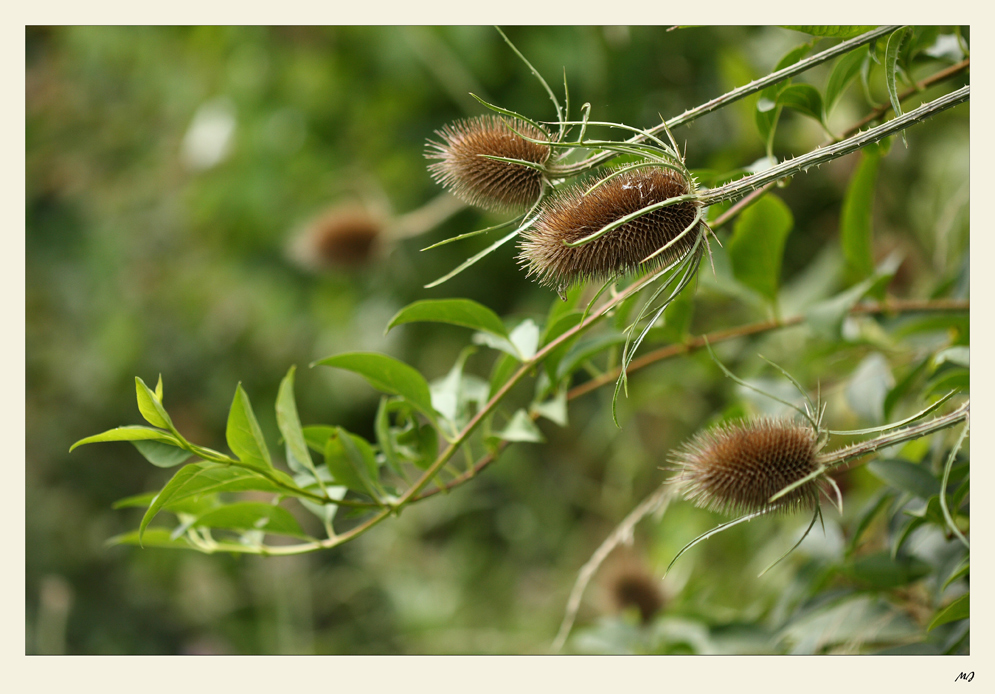 Viele stachelige Gesellen...