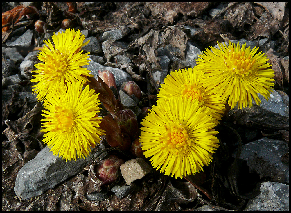 Viele Steine gab's, . . . 