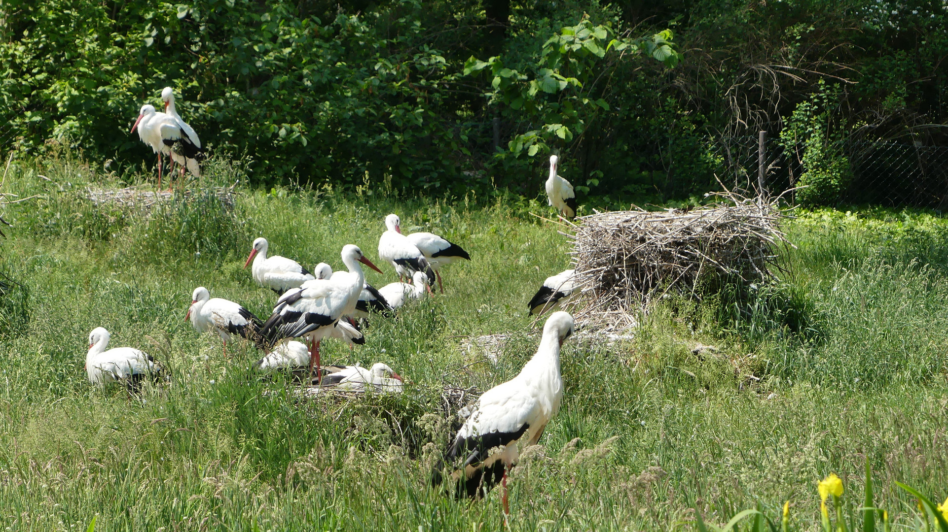 Viele Störche im Vogelpark Marlow ...