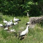 Viele Störche im Vogelpark Marlow ...