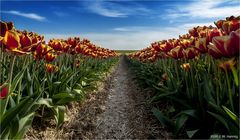 Viele Tulpen :-)