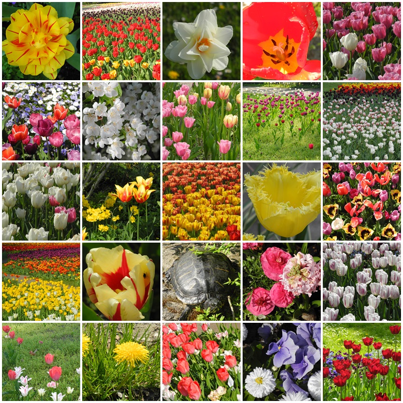 Viele Tulpen und andere Blüten und eine Schildkröte in den Gärten der Welt