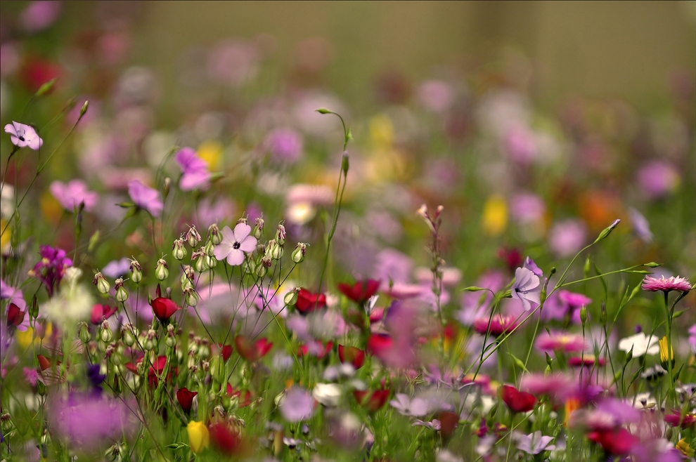 viele, viele, bunte...