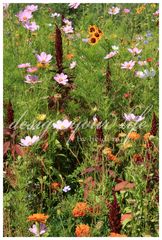 viele, viele bunte Blümchen...