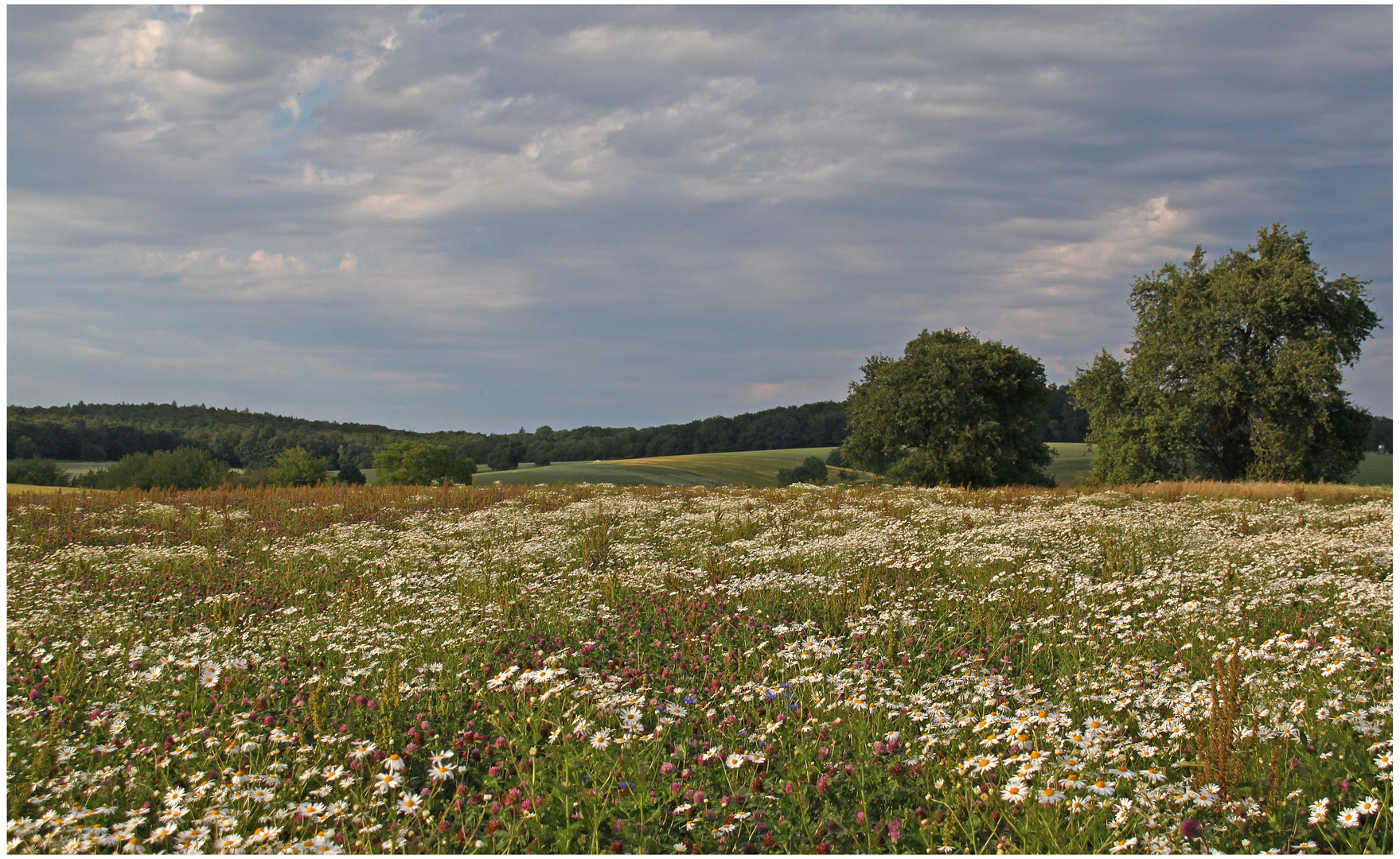 viele viele bunte Blümchen