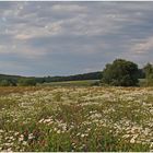 viele viele bunte Blümchen