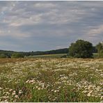 viele viele bunte Blümchen