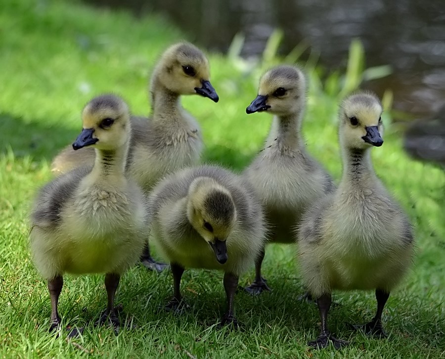 Viele, viele Flauschis :-)