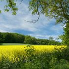 Viele viele gelbe Blümchen