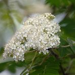 Viele viele kleine Blümchen