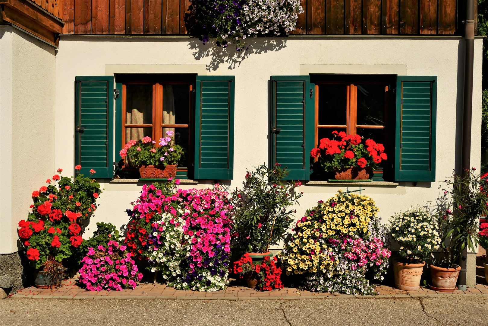 Viele, viele Mittwochsblümchen