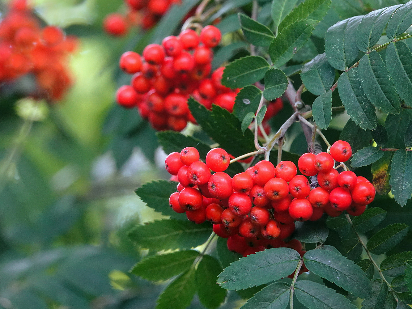 Viele viele rote Beeren