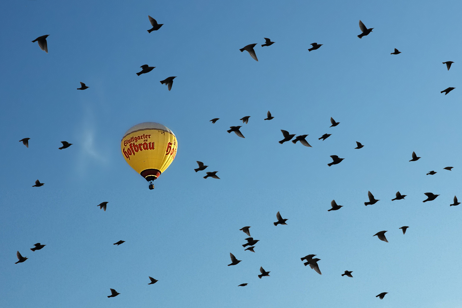 Viele Vögel -1 Ballon