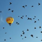 Viele Vögel -1 Ballon