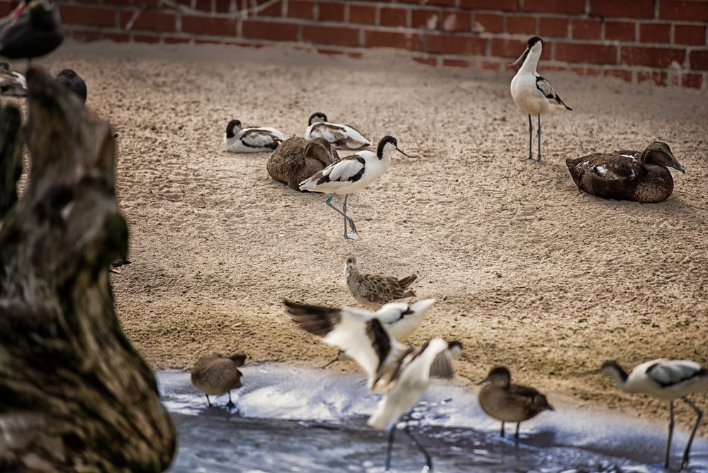 Viele Vögel im Zoo 01