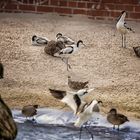 Viele Vögel im Zoo 01