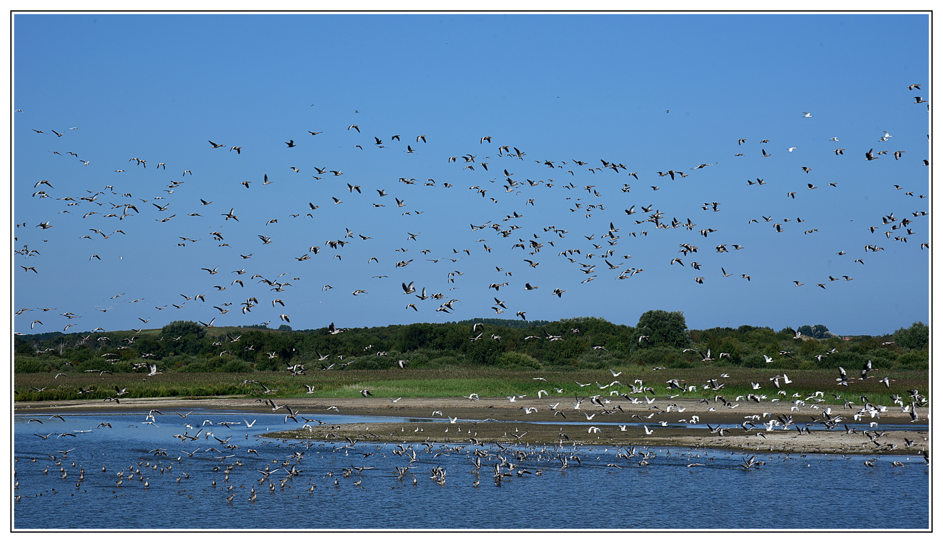 Viele Vögel über Norderney