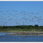Viele Vögel über Norderney