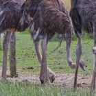 viele Vögel, viele Beine