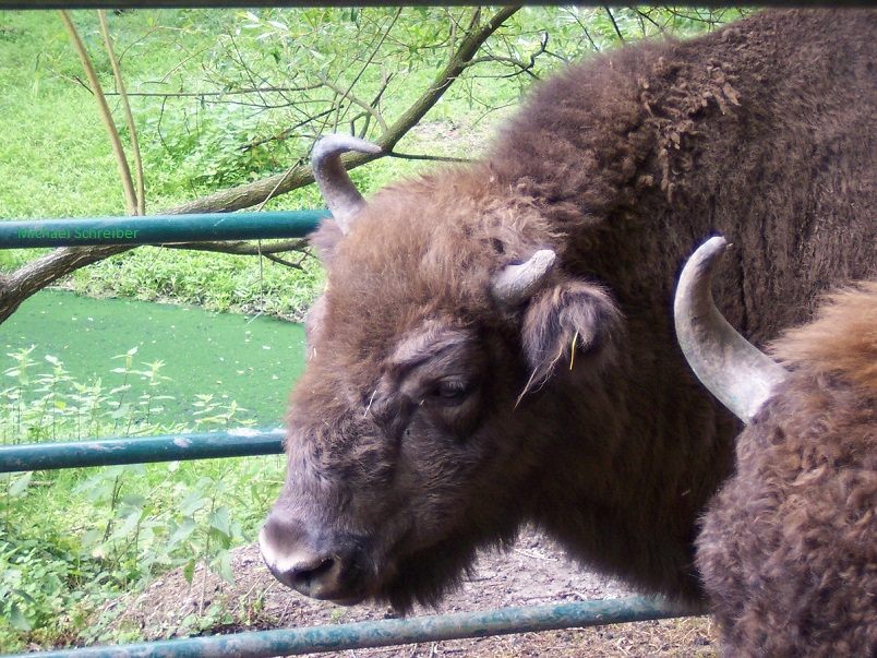 Viele Wege führen nach Rom und zu den Bisons!