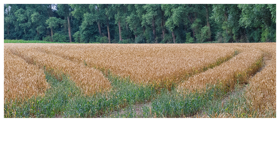 Viele Wege führen zum Ziel