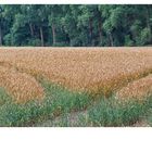 Viele Wege führen zum Ziel