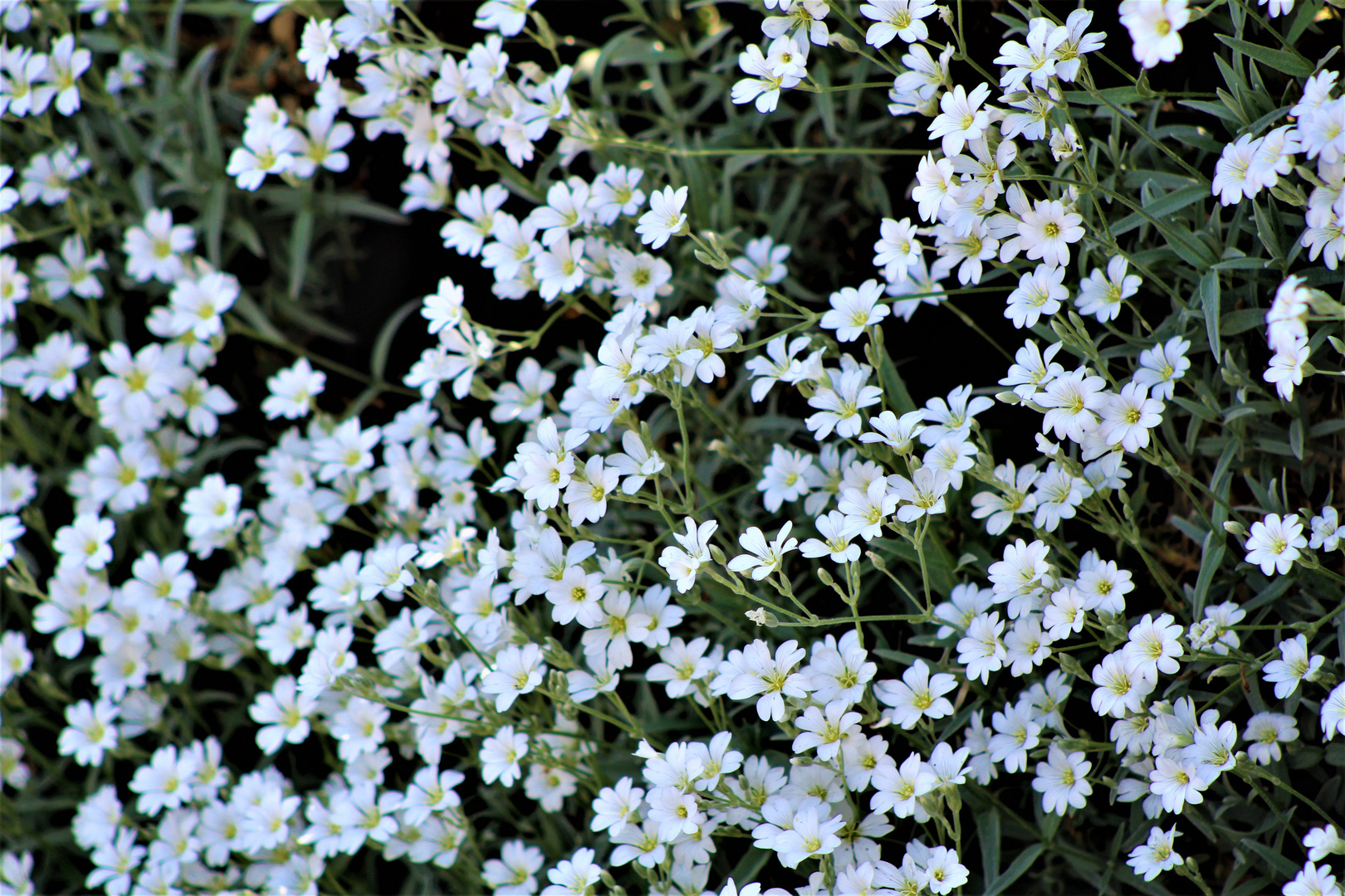 viele weisse kleine Blüten , 