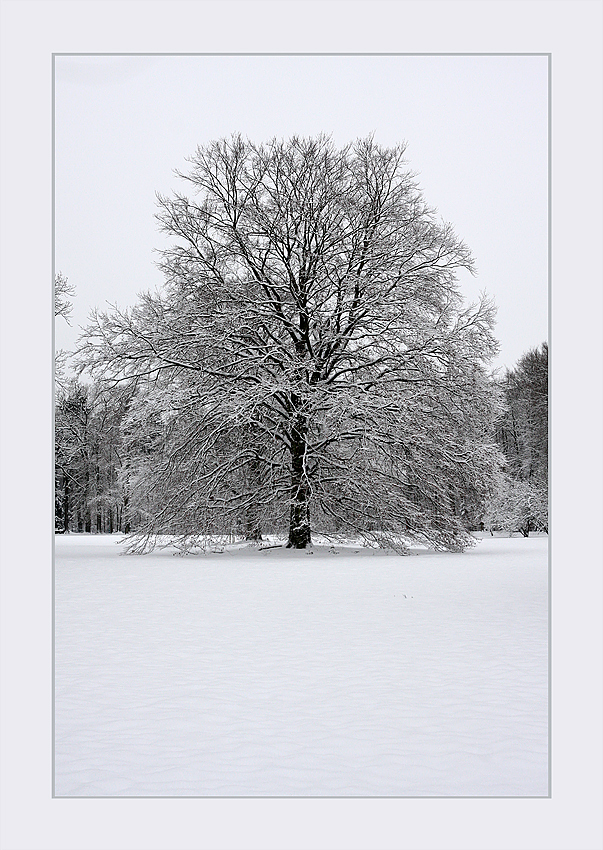 Viele Winter hat er schon gesehen...