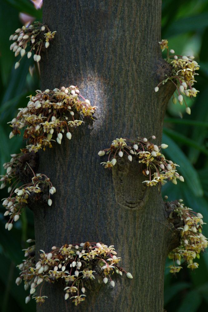 Viele zarte Blüten....