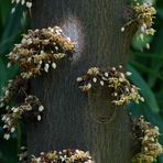 Viele zarte Blüten....