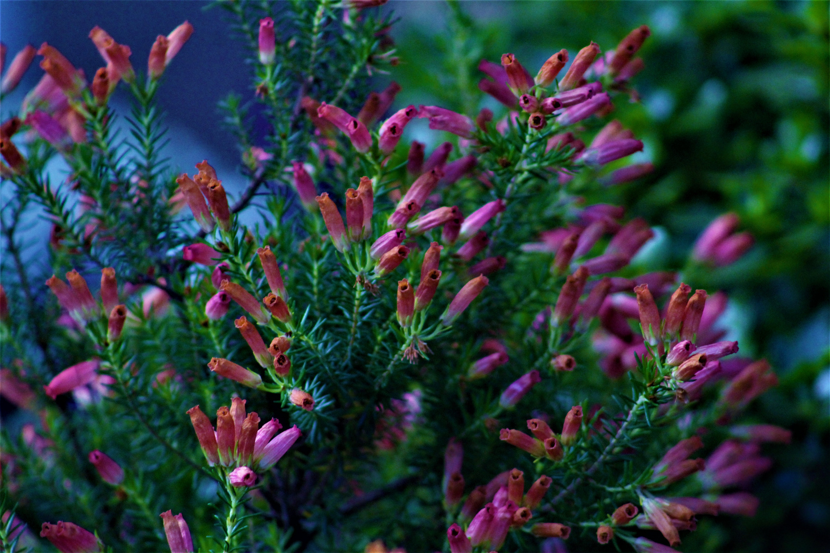 viele zarte rosarote  Blüten