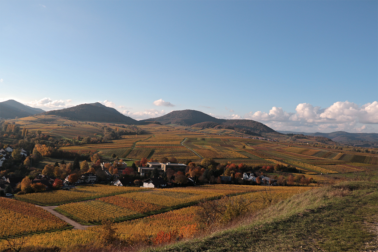 Vieleicht der letzte schöne Herbsttag an den Hängen der Südpfalz ....