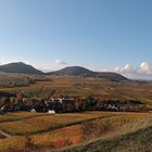 Vieleicht der letzte schöne Herbsttag an den Hängen der Südpfalz ....