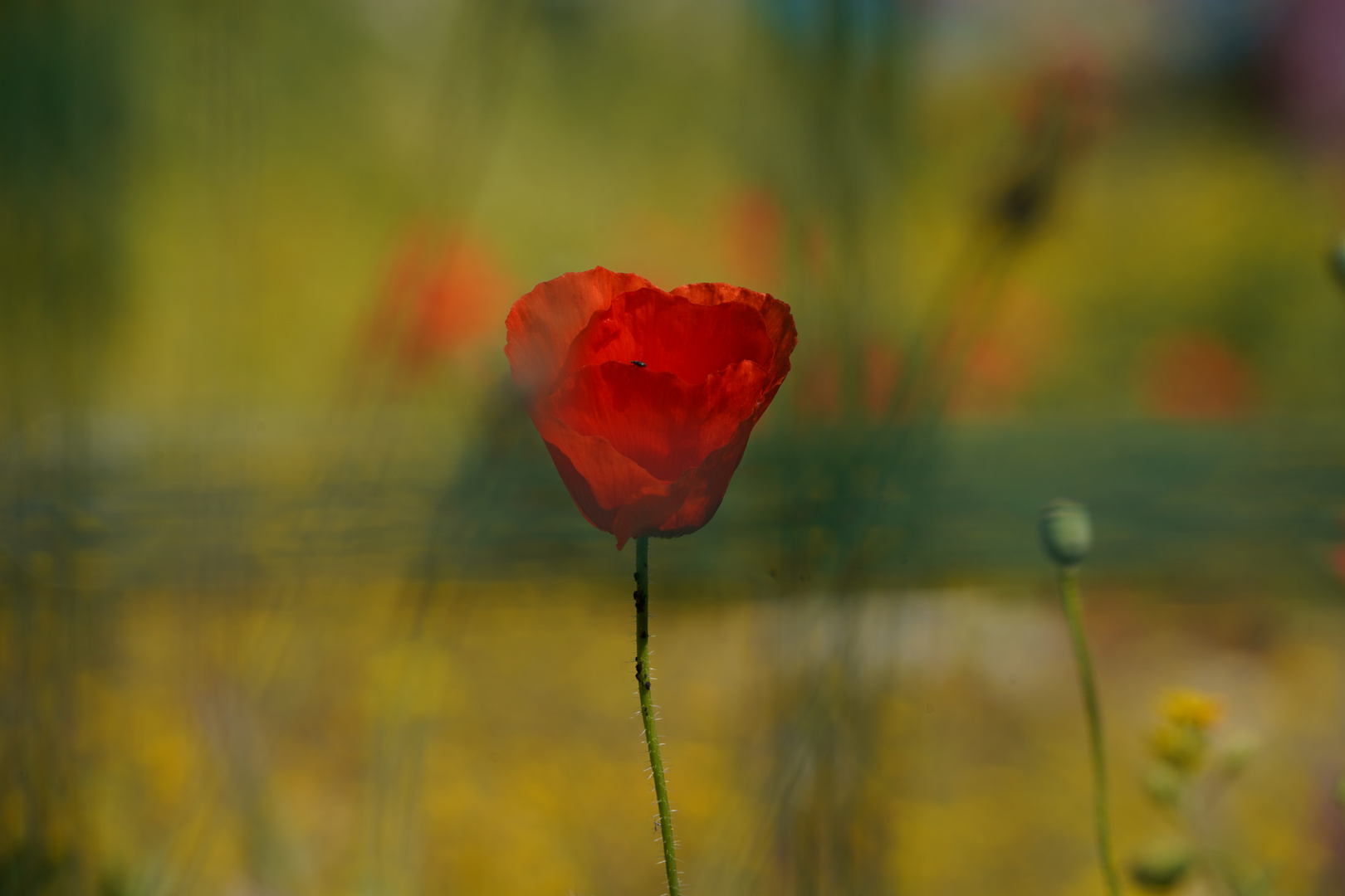 Vielen Dank für die Blume