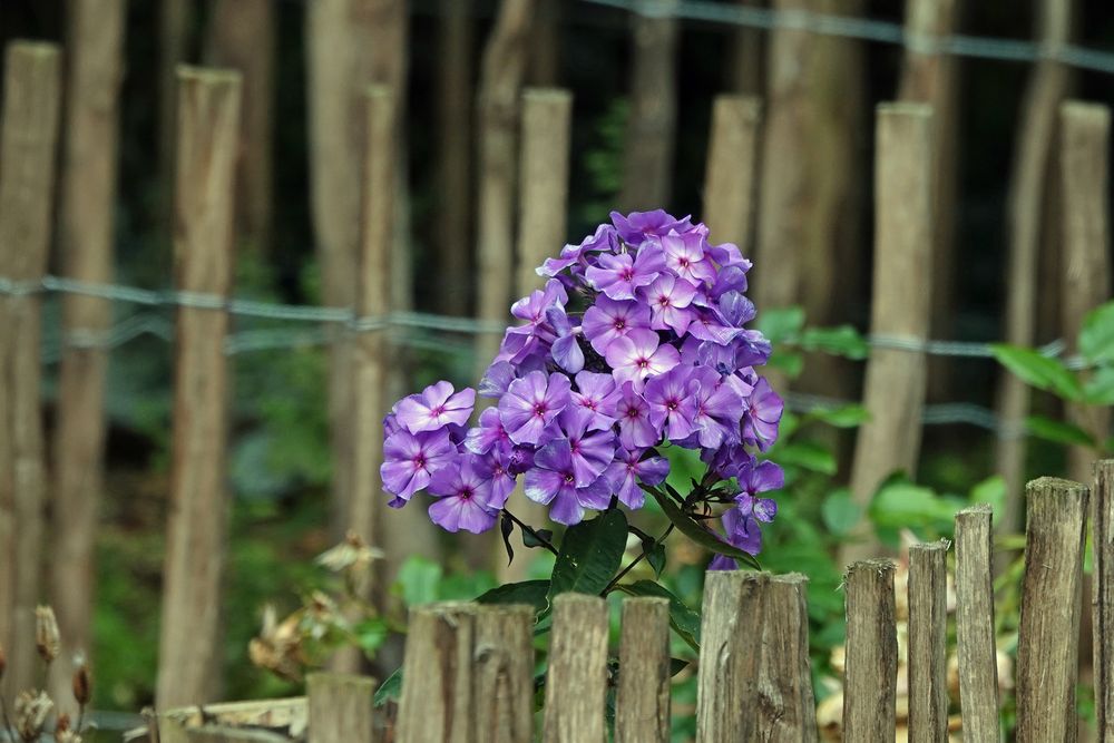 Vielen Dank für die Blume Foto & Bild | reportage dokumentation