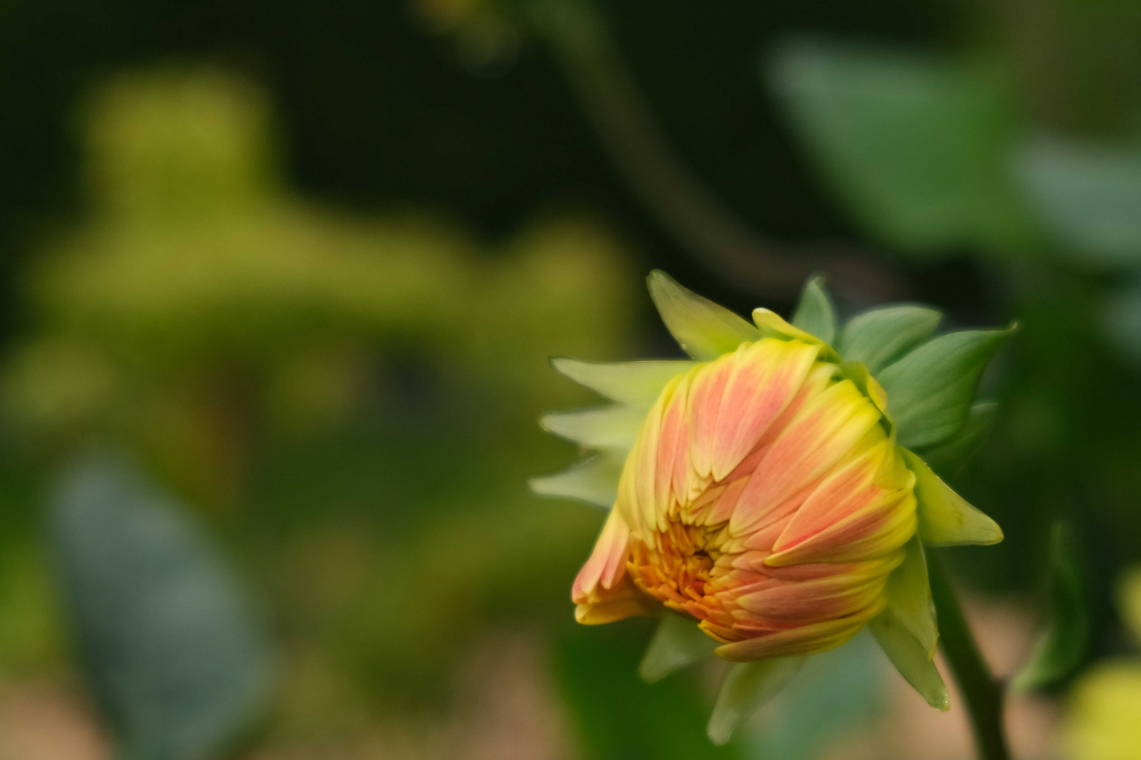 Vielen Dank für die Blume