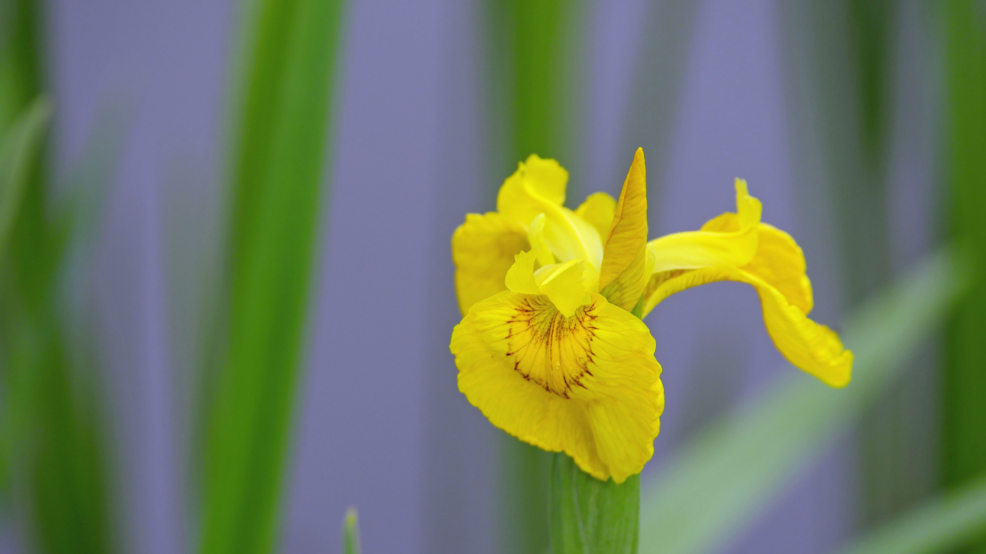 Vielen Dank für die Blume