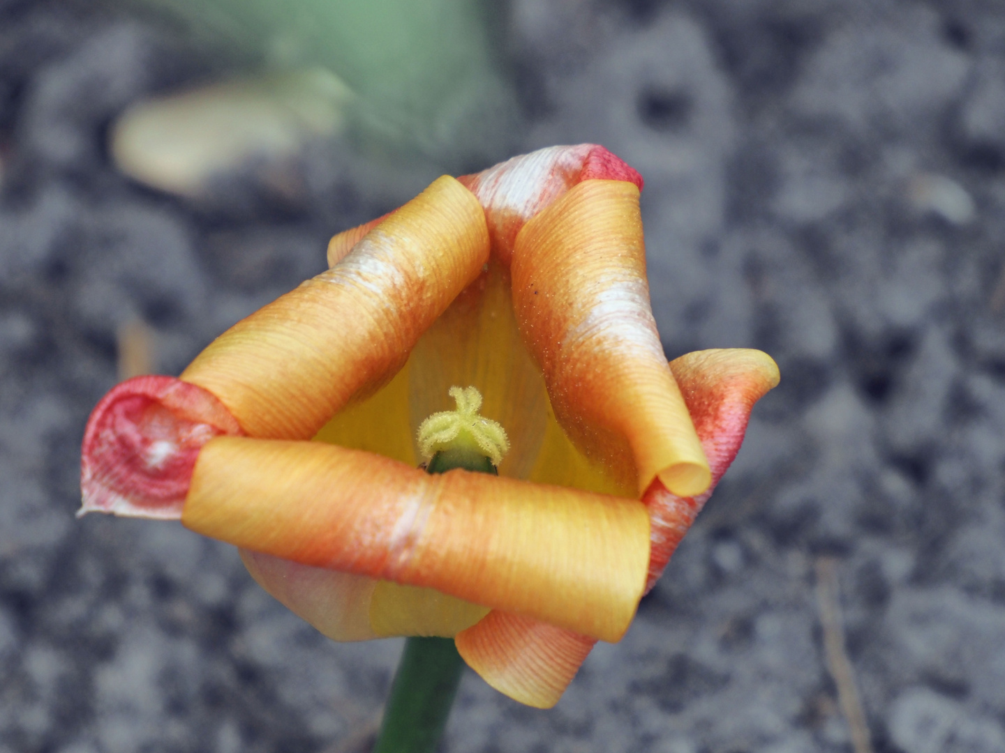 vielen Dank für die Blume