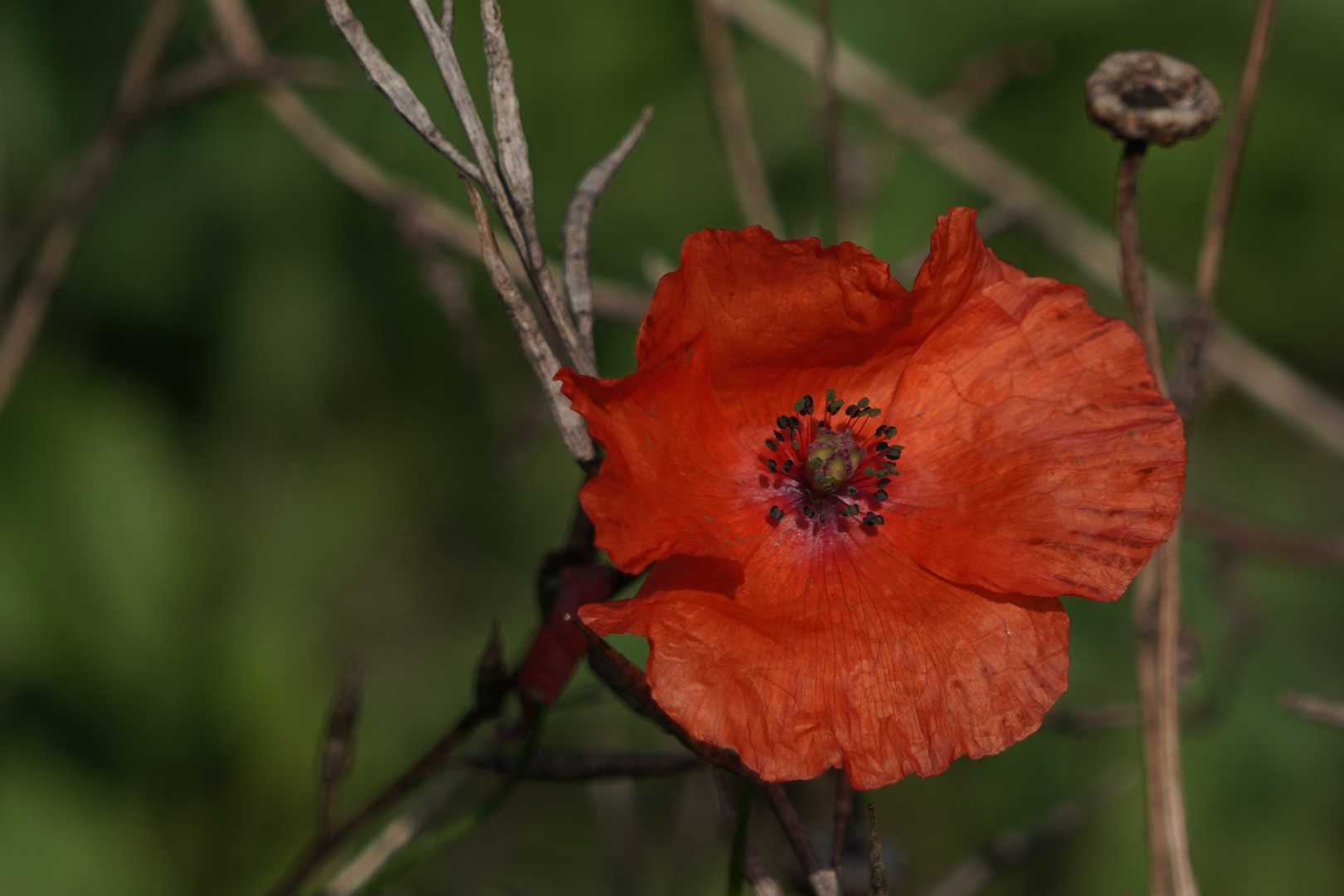 Vielen Dank für die Blume