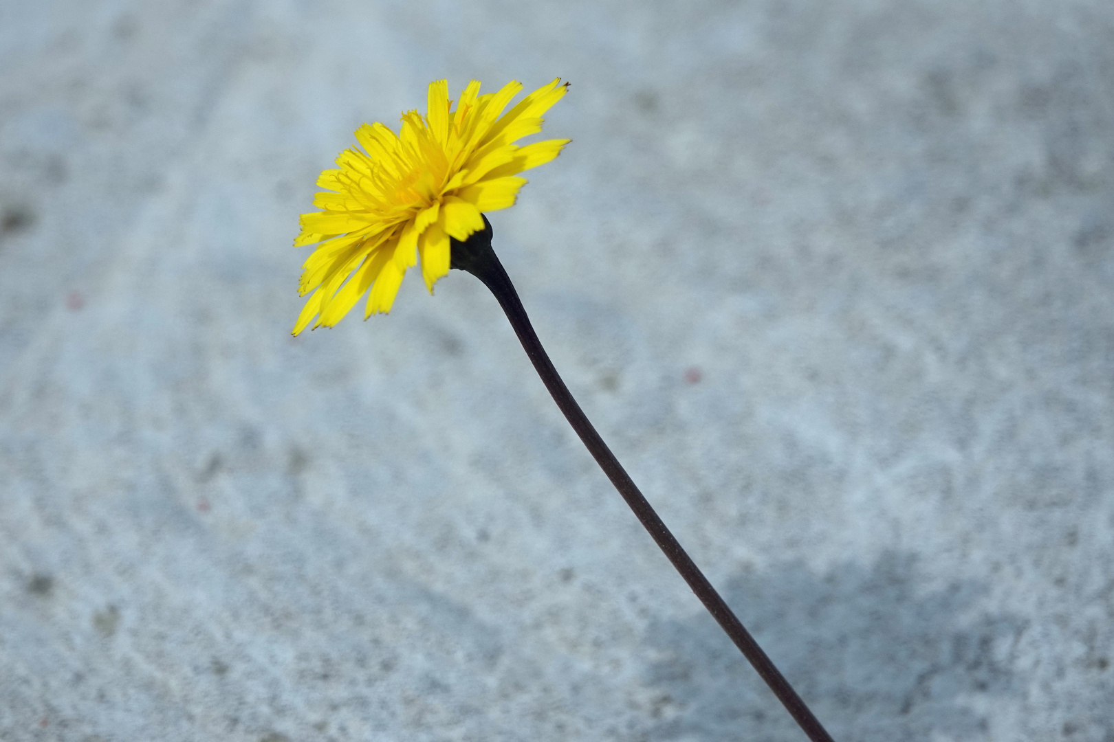 Vielen Dank für die Blume