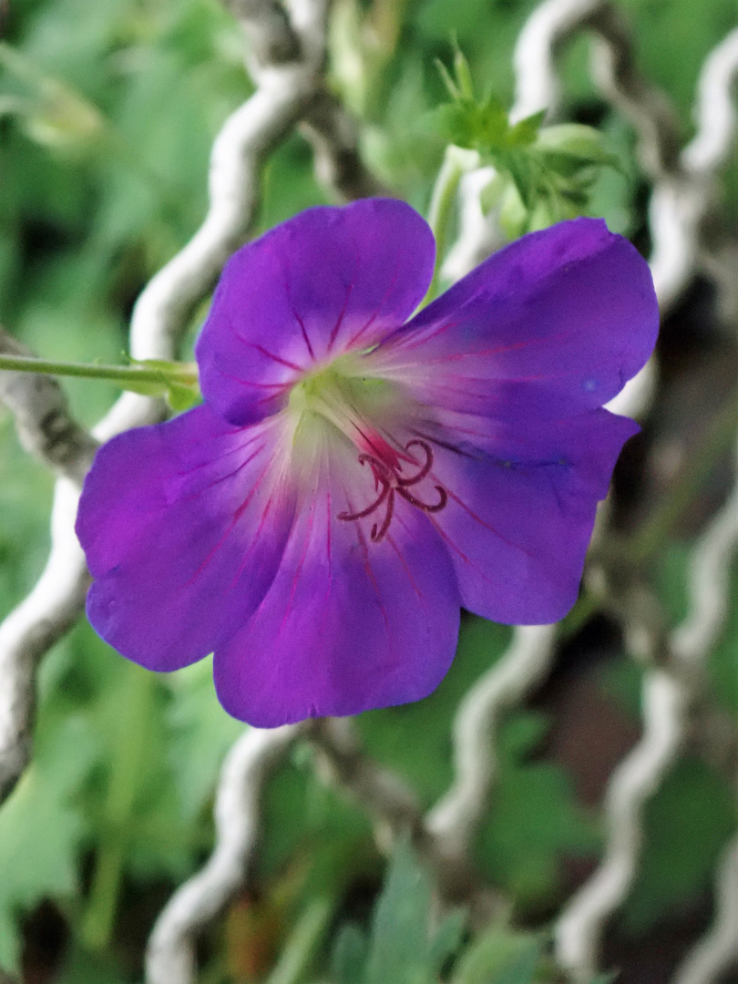 Vielen Dank für die Blume