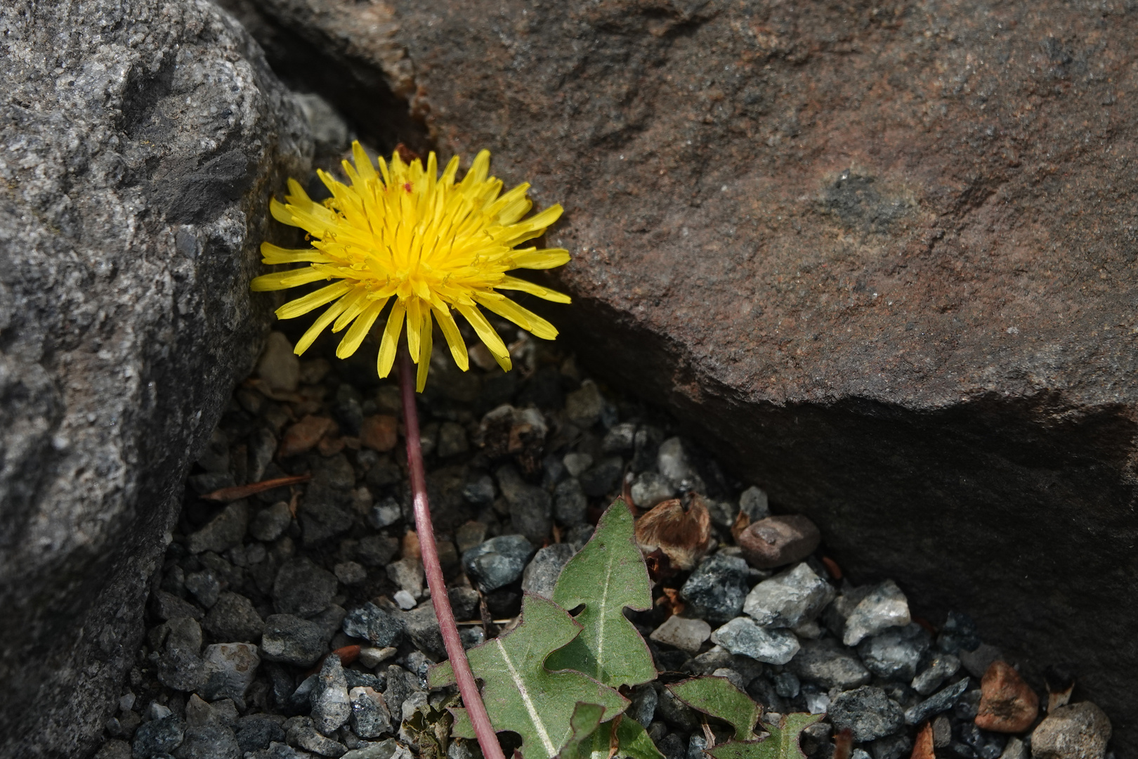 Vielen Dank für die Blume