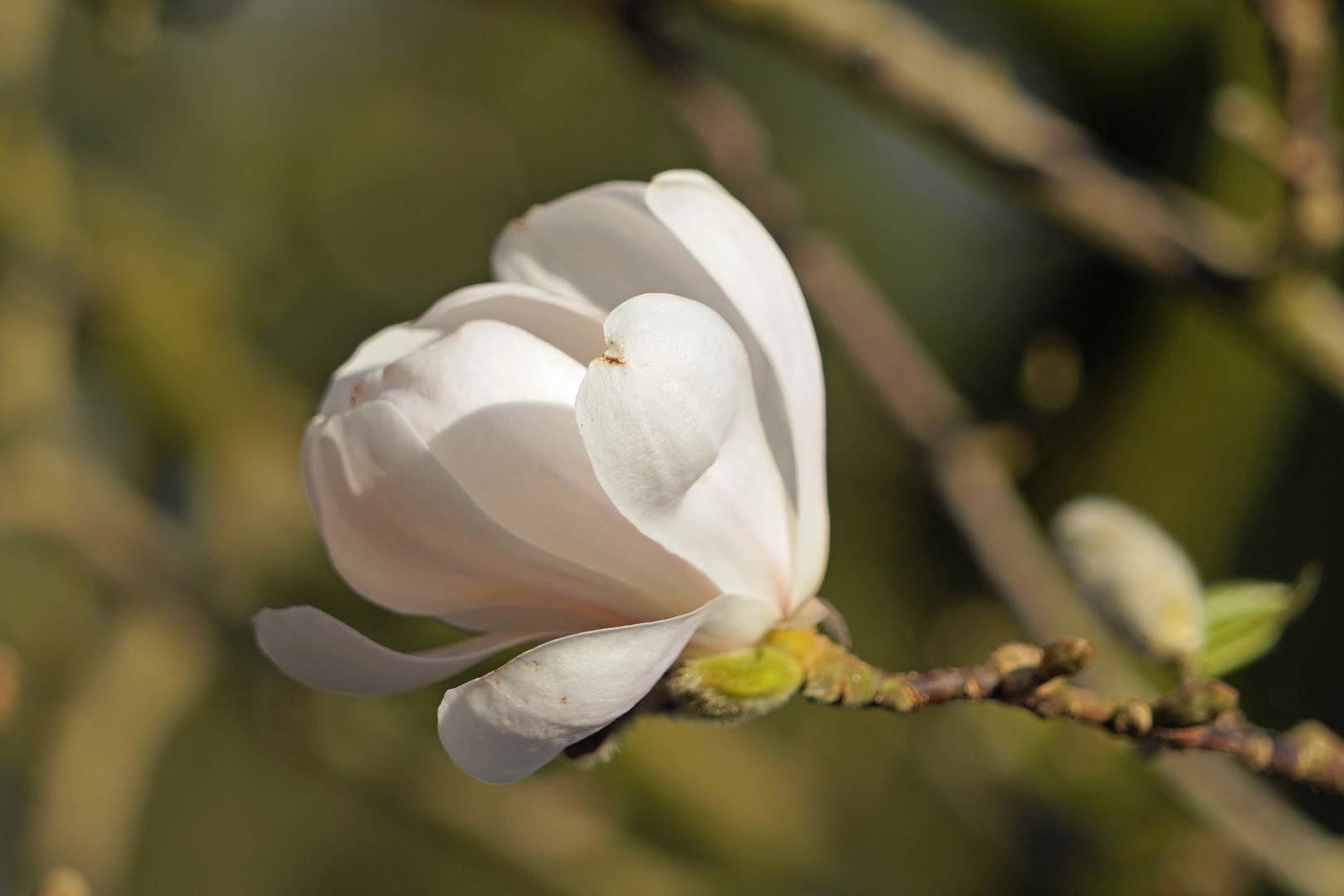 Vielen dank für die Blume