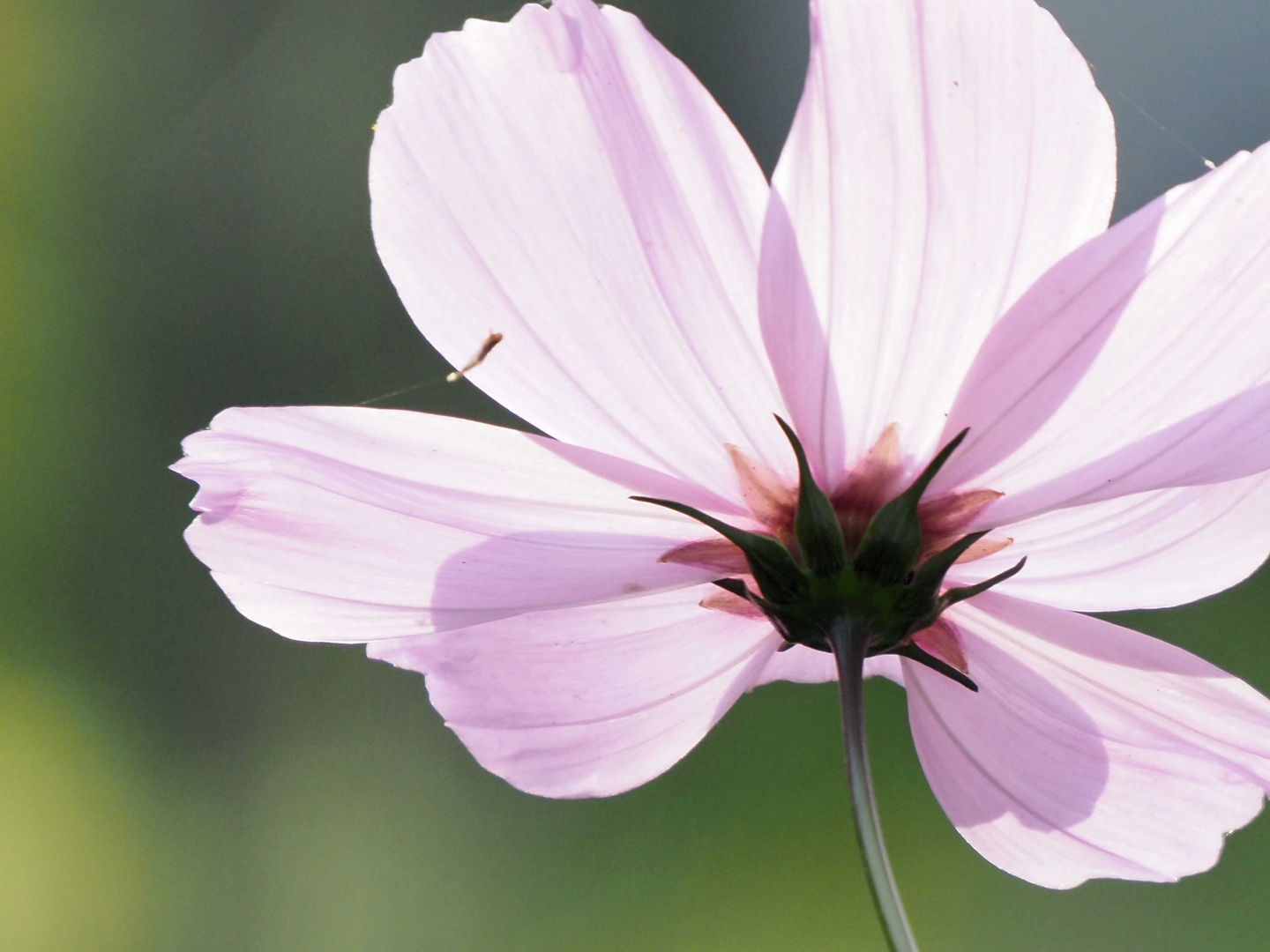 vielen Dank für die Blume